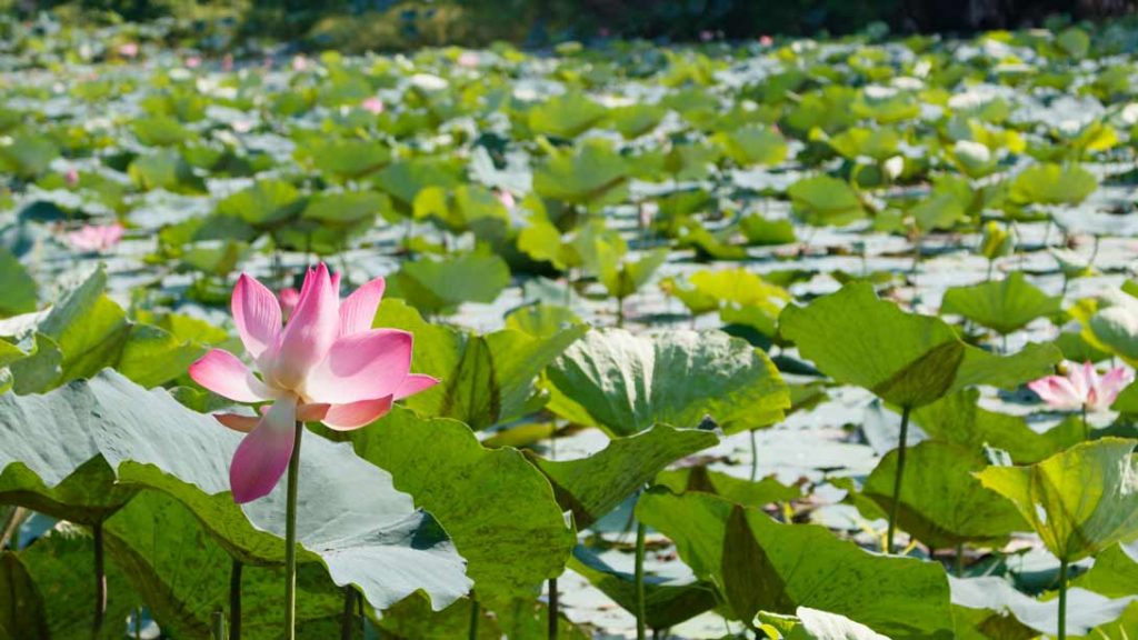 芳香与污泥