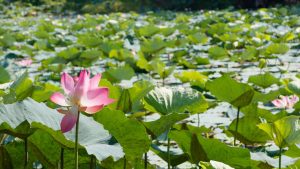芳香与污泥