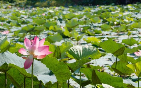 芳香与污泥