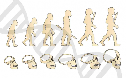 萨古鲁：人类还能够进化吗？答案可能出乎意料