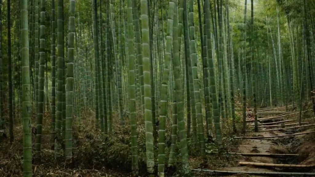 慢下来的山间竹林——Isha瑜伽9月杭州3天静修营