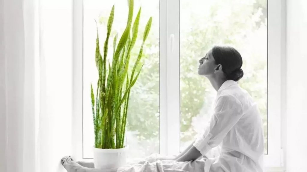帮助你净化家中空气的三种植物