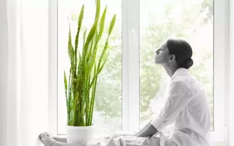 帮助你净化家中空气的三种植物