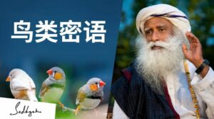 鸟类的密语——解读大自然的讯号丨视频