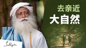 跳过度假村，花些时间去森林里